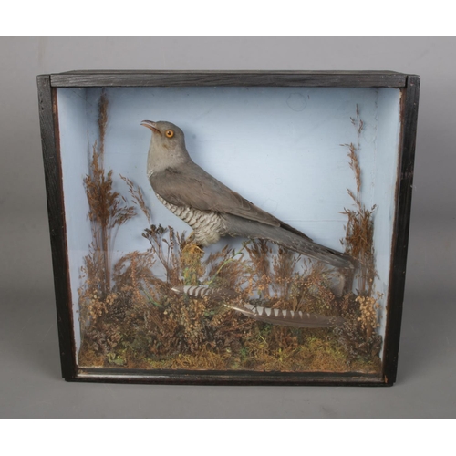 130 - An Edwardian cased taxidermy cuckoo. The case having removable slide out viewing panel.