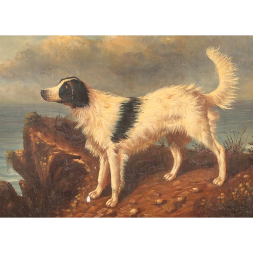 264 - A walnut framed oil on board, study of a dog. Bearing label to the back for Biggs & Son. 19cm x 24cm... 