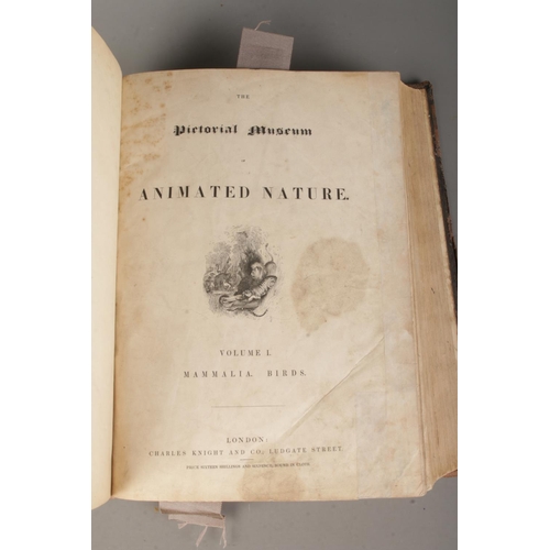 152 - The Pictorial Museum of Animated Nature, Vol I - Mammalia and Birds. Charles Knight and Co. Ludgate ... 