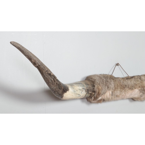 361 - A large pair of mounted cattle horns, with central joint wrapped in Leporids fur. 118cm wide.