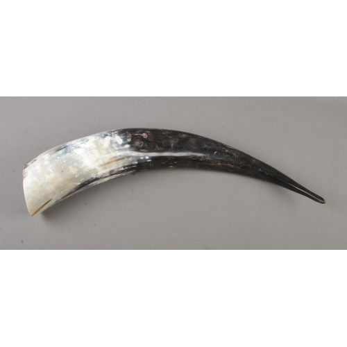 91 - A large cattle horn, possibly Ankole. Approximately 58cm.