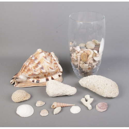 137 - A collection of assorted sea shells and dried coral to include large conch shell example.