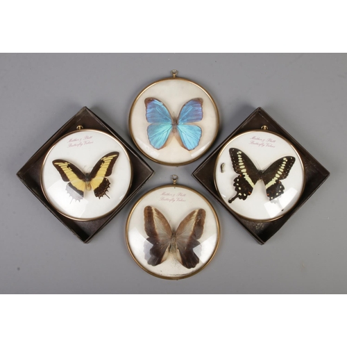 63 - Four entomology wall plaques housing butterflies. Three labelled for Mather & Platt, Butterfly Valve... 