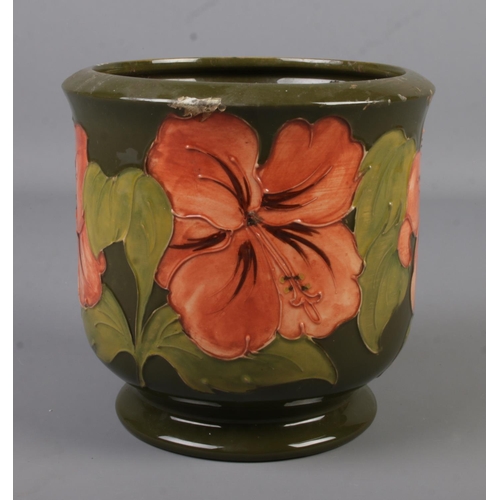 441 - A Moorcroft pottery jardiniere decorated in the Hibiscus design. Impressed factory mark and signed t... 