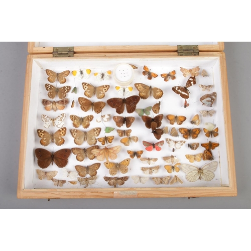 139 - Entomology, A large tray of pinned butterfly specimens. Mostly British examples.