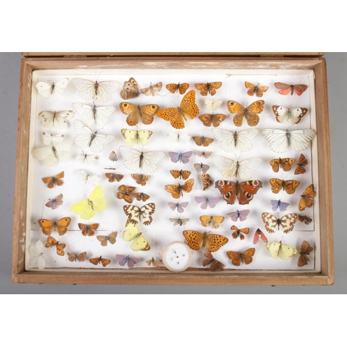 141 - Entomology, A large tray of pinned butterfly specimens. Mostly British examples.