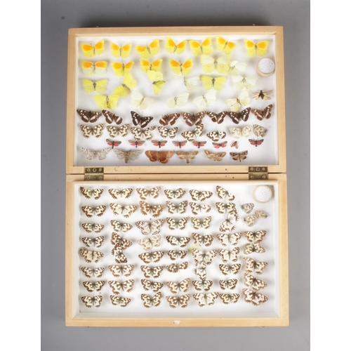 142 - Entomology, An extra large double tray of pinned butterfly specimens. Mostly British examples.