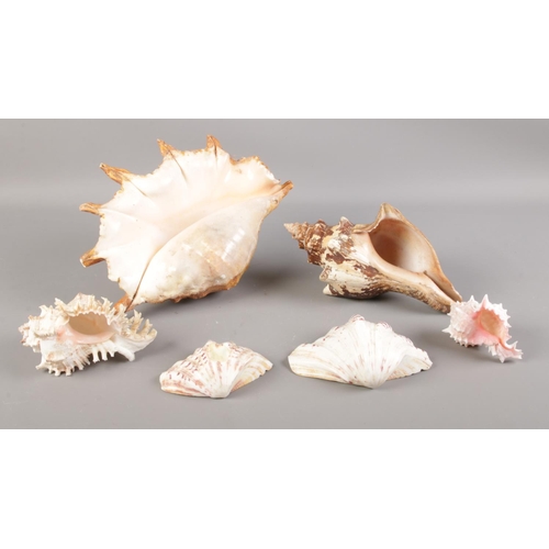 172 - Six assorted seashells.