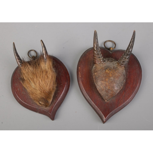 10 - Two sets of Dik-Dik horns mounted on heart shaped shields.