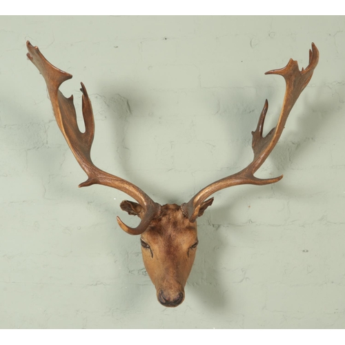 375 - A large taxidermy buck fallow deer (Dama Dama), on small shoulder mount. Width of antlers: 73cm.