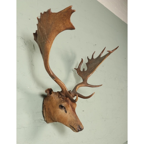 375 - A large taxidermy buck fallow deer (Dama Dama), on small shoulder mount. Width of antlers: 73cm.