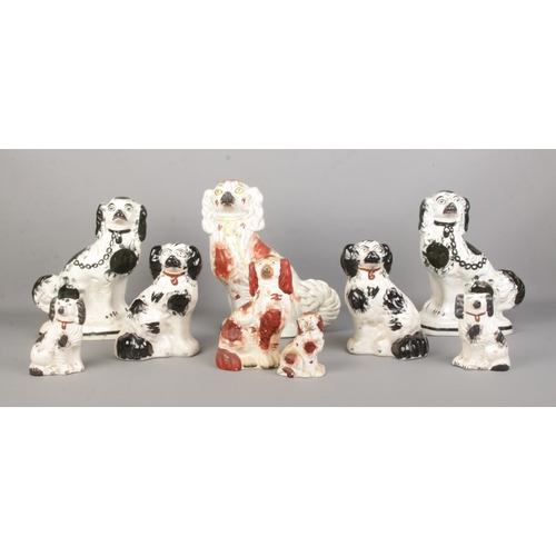 15 - A good collection of Staffordshire pottery dogs. Includes three pairs. Tallest 31cm.