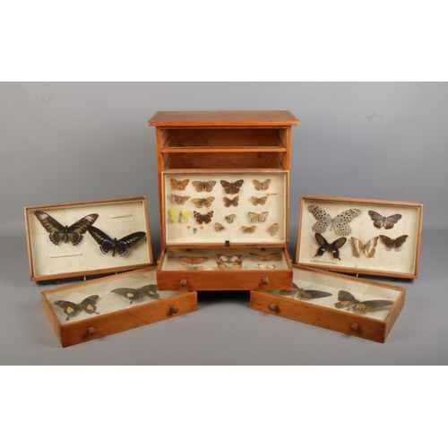 80 - Entomology, a pine specimen chest with six drawers of pinned butterflies under glass. Bearing Natura... 