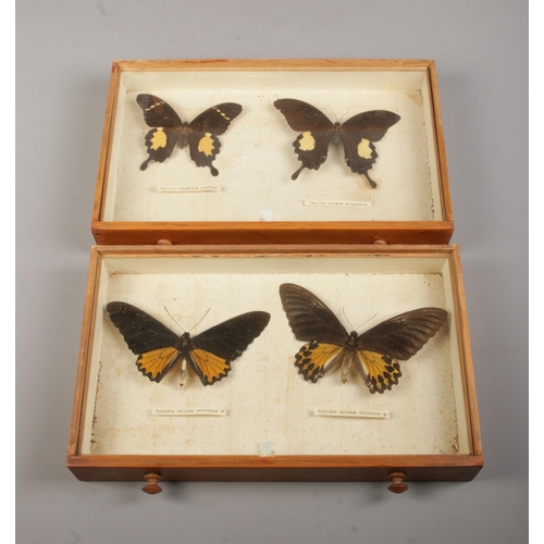 80 - Entomology, a pine specimen chest with six drawers of pinned butterflies under glass. Bearing Natura... 