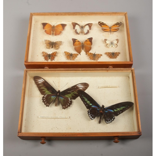 80 - Entomology, a pine specimen chest with six drawers of pinned butterflies under glass. Bearing Natura... 