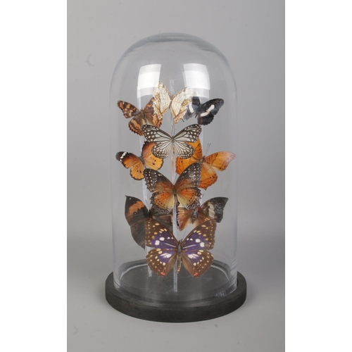 81 - Entomology, a butterfly display under glass dome. Height 32cm.