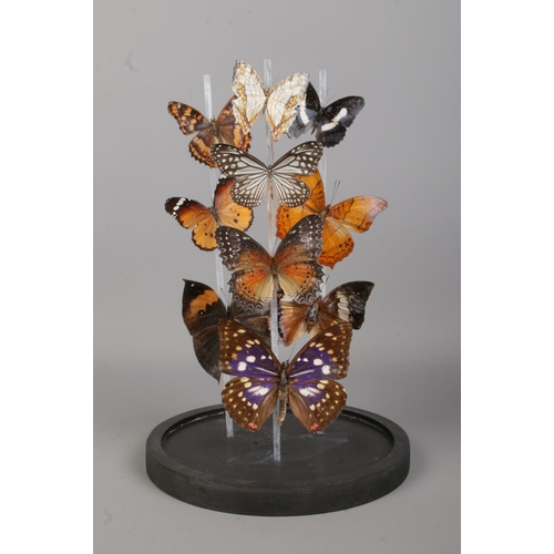 81 - Entomology, a butterfly display under glass dome. Height 32cm.