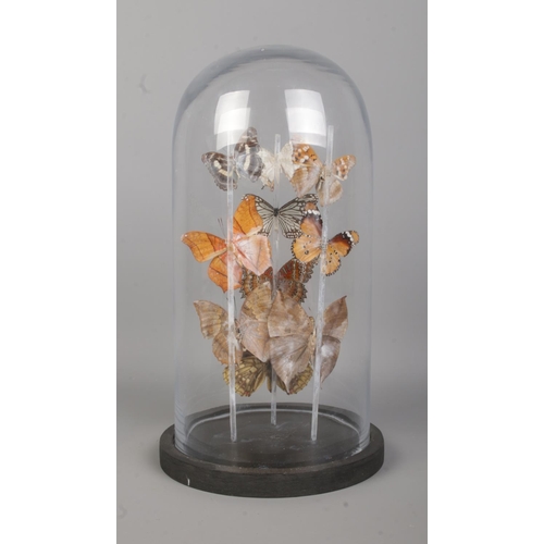 81 - Entomology, a butterfly display under glass dome. Height 32cm.