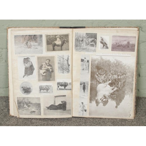 111 - An antique scrapbook filled with pictures, prints and newspaper clippings featuring animals, histori... 