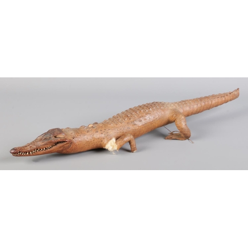 9 - A taxidermy study of a juvenile crocodile. Approx. length 52.5cm.