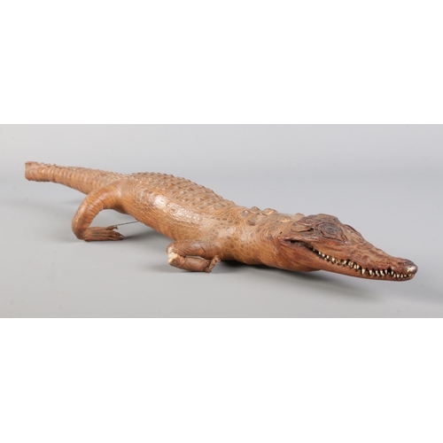 9 - A taxidermy study of a juvenile crocodile. Approx. length 52.5cm.