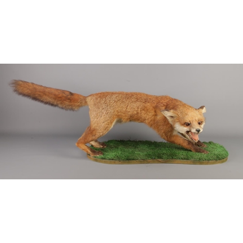 364 - A taxidermy study of a red fox (Vulpes Vulpes) full mount on wooden plinth with faux grass applied t... 