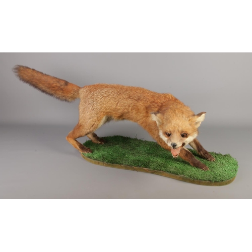 364 - A taxidermy study of a red fox (Vulpes Vulpes) full mount on wooden plinth with faux grass applied t... 