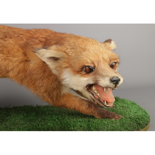 364 - A taxidermy study of a red fox (Vulpes Vulpes) full mount on wooden plinth with faux grass applied t... 