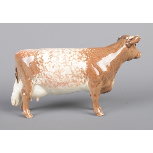 13 - A Beswick figure of a shorthorn cow. Stamped to base Ch. Eaton Wild Eyes 91st. Model Number 1510. He... 