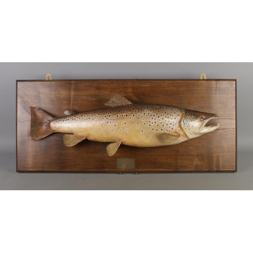 Lot 30        