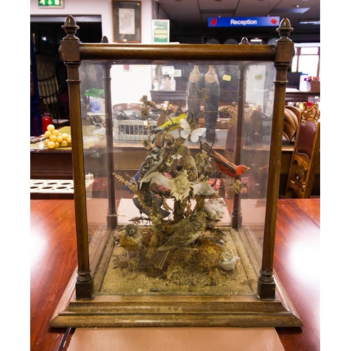 360 - QUALITY MAHOGANY DISPLAY CABINET WITH BIRDS