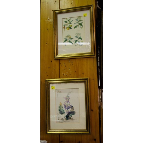 347 - 5 GILT FRAME PRINTS OF FRUITS + FLOWERS