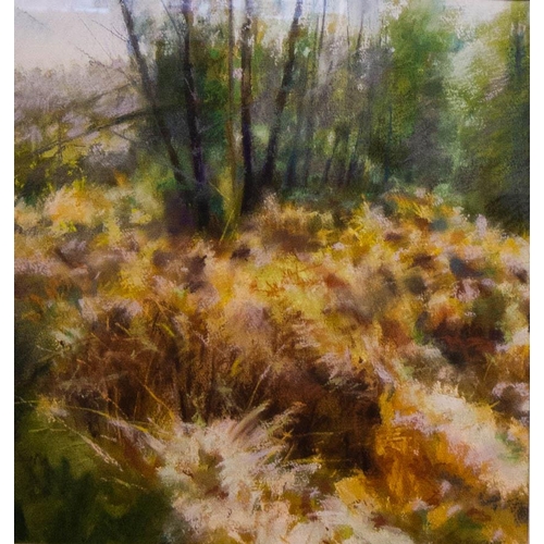 162 - TREVOR GEOGHEGAN . 
ROSCOMMON WOODLANDS. 
PASTEL ON WATERCOLOUR PAPER. 49 X 49CM. SIGNED.  AND DATED... 