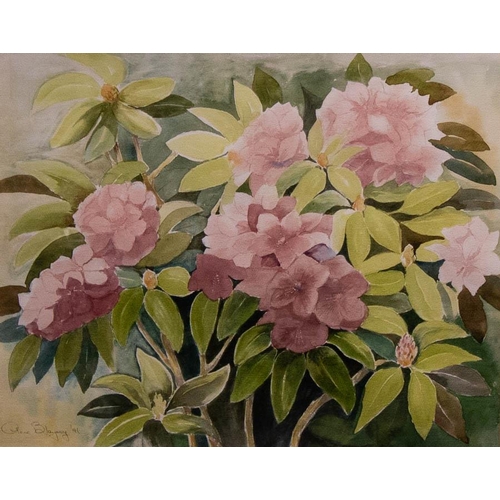 175 - ANNE BLAYNEY. 
RHODODENDRONS. 
WATERCOLOUR. 40 X 50 CM . 
SIGNED AND DATED '91