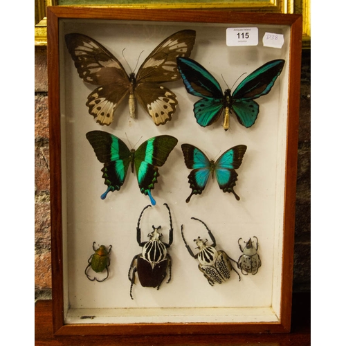 115 - FRAMED BUTTERFLIES & BEETLES. 30 X 40CM