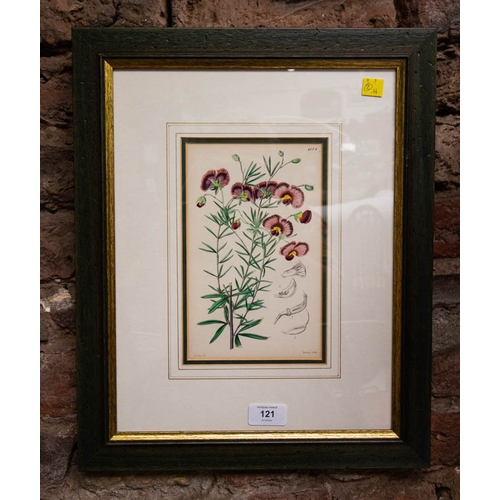 121 - PAIR OF BOTANICAL PRINTS 20 X 66 CM