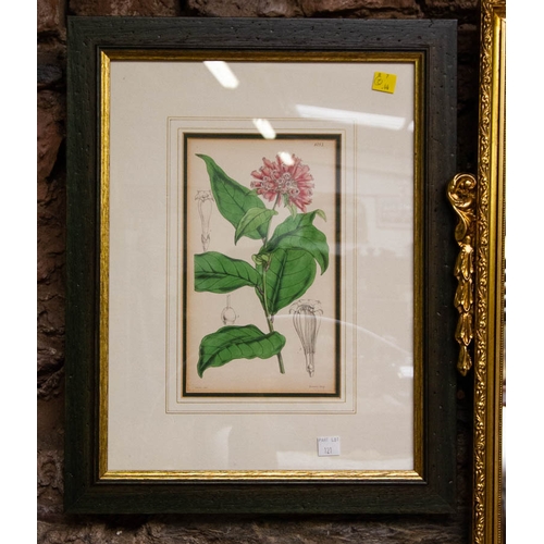 121 - PAIR OF BOTANICAL PRINTS 20 X 66 CM