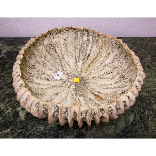 63 - SUPER JANE JERMYN CERAMIC ORGANIC FORM SHELL 38CM DIAMETER X 14CM HIGH