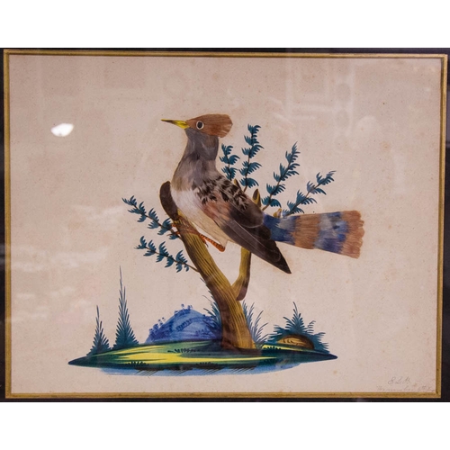 94 - PAIR OF BIRD PAINTINGS IN GILT FRAMES 43 X 48H CM