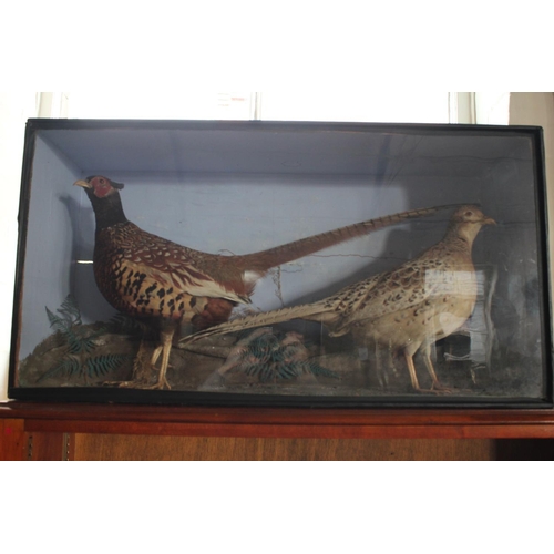 522 - A Victorian Cased Set of Pheasants in Glass Fronted Case.