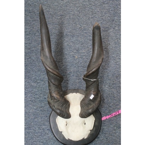 524 - A Set of Antelope horns mounted on a wooden plaque.