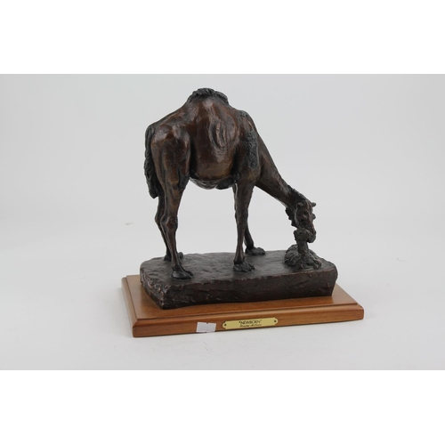 637 - An Adonis Bronze cast in factory study of a a Camel titled 