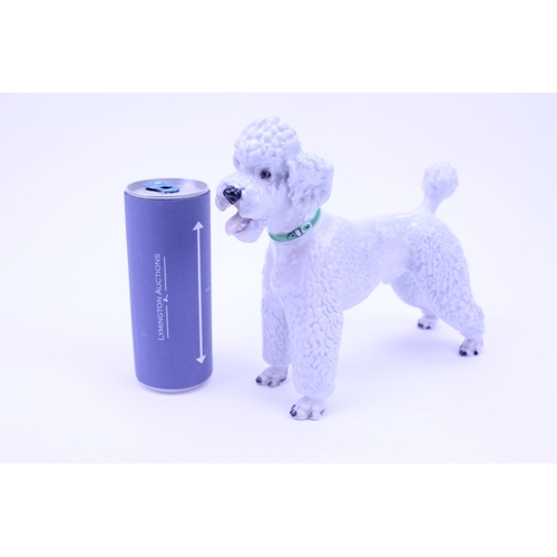 796 - A Rosenthal Classic Collection Study of a Energetic Poodle.