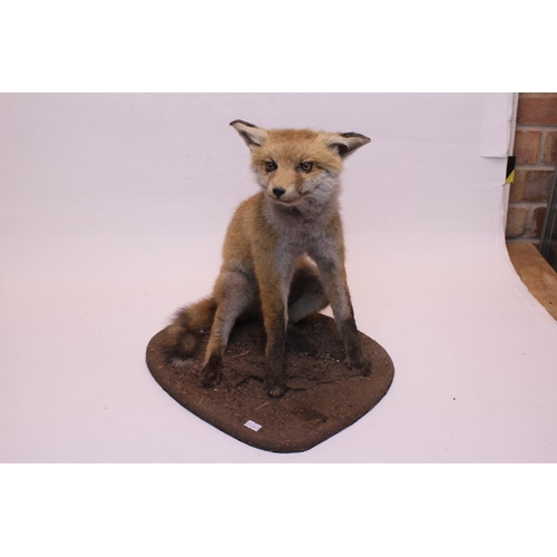 943 - A Taxidermy Study of a Young Fox.