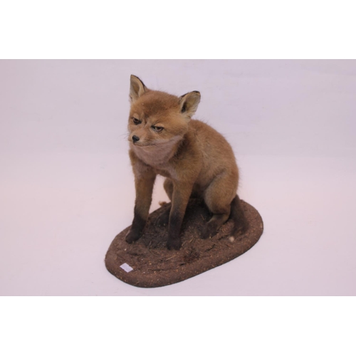 944 - A Taxidermy Study of a Young Fox.