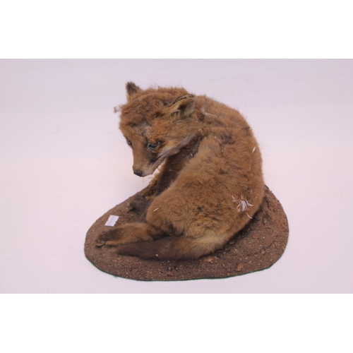 945 - A Taxidermy Study of a Young Fox.