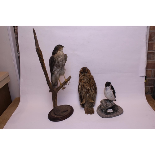 947 - A Taxidermy study of a Kestrel, a similar Owl and a study of a Auk.