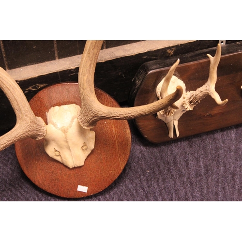 948 - A Stag's Six Pointer on a Wooden Base along with three smaller versions.