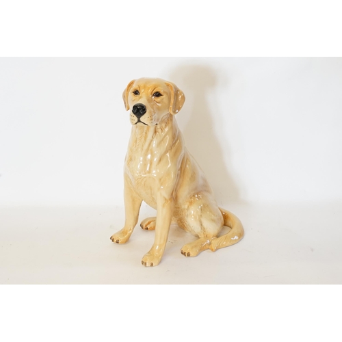 504 - A Beswick study of a Honey Coloured Labrador. Measuring: 30cms High.