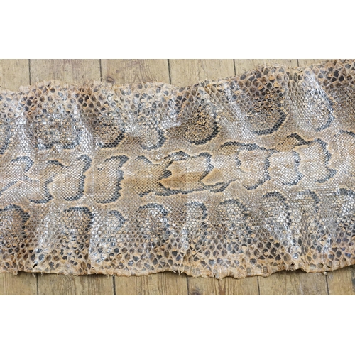 586 - An antique snake skin of a rock python. 16.4ft long and 60cm wide.